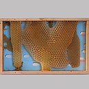 Von Bienen bebaute Malerei